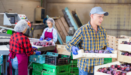 Two women and one man working in plum storageの写真素材