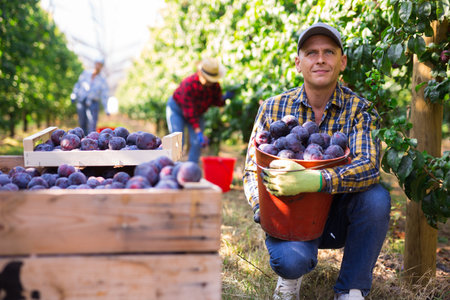 Man farm worker gathering harvest of ripe plumsの写真素材