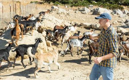 Shepherd manages herd of goats on rough terrain on summer dayの写真素材