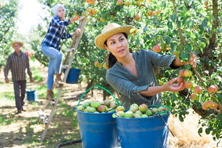 Female farmer picking ripe pears in orchard