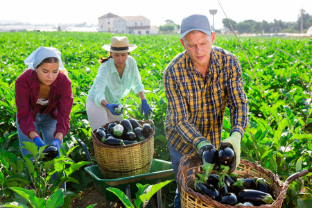 Team of farmers gathering crop of purple eggplants on farm fieldの写真素材