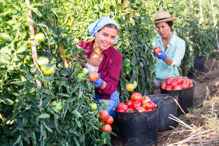 Two women picking tomatoesの写真素材