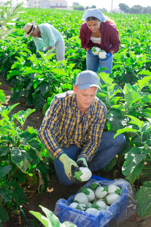 Hardworking farmers collect a crop of white eggplantsの写真素材