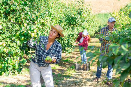 Woman farmer picks ripe pears in the garden. Harvesting pears in orchardの写真素材