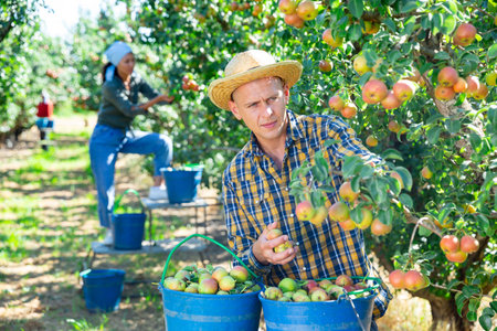 Man farmer harvesting ripe pears from tree in gardenの写真素材