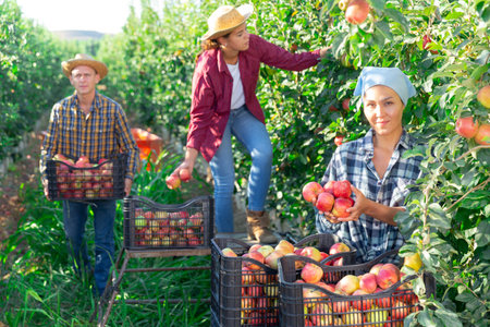 Woman farmer picks ripe apples in the garden. Harvesting apples in orchardの写真素材