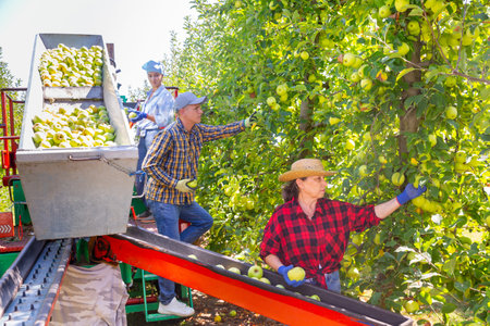Man and women harvesting golden delicious apples