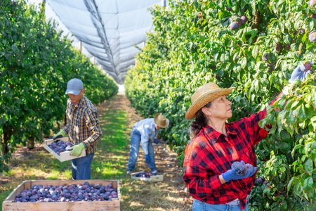 Aged female farmer picking ripe plums in orchard