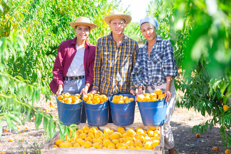 Three workers have harvested peachesの写真素材