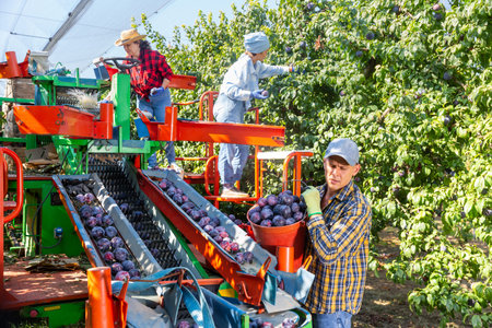 One man and two women picking plums