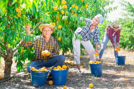 Man harvesting peachesの写真素材