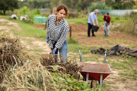 Female gardener places dry tops in wheelbarrow for disposal