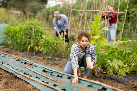Woman is planting seeds in plastic bedの写真素材
