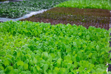 Greenery of young lettuce leaves grown in greenhouse