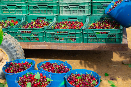 Freshly picked organic cherry in boxes