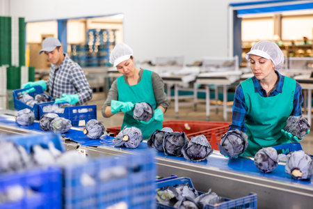 Female workers of sorting factory checking red cabbages on conveyor beltの写真素材