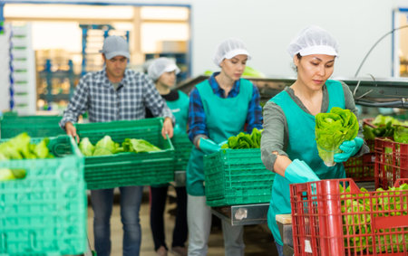 Vegetable factory workers sorting green lettuce