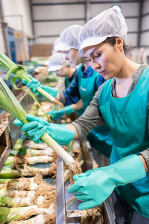 Woman sorting fresh leek in vegetable factoryの写真素材
