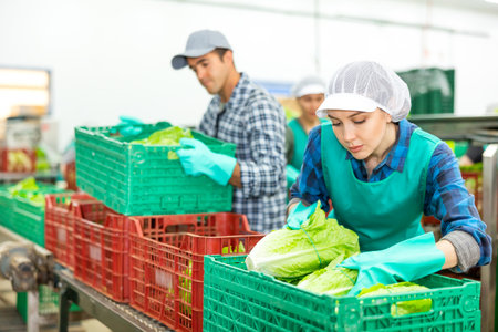 Positive woman working at vegetable warehouse, checking lettuce in boxes before storage or delivery to storesの写真素材