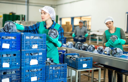 Female worker sorting red cabbage on vegetable processing factory
