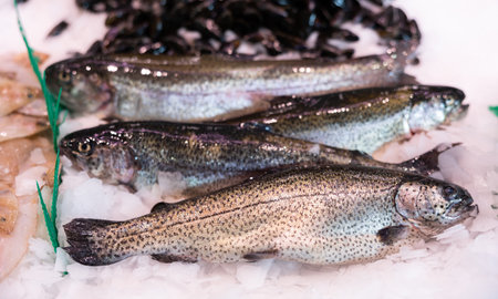 Rainbow trout fish in ice in marketの写真素材