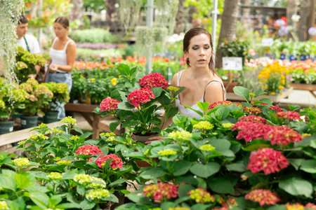 Flower market - woman in dress selects potted flowers hydrangeaの写真素材