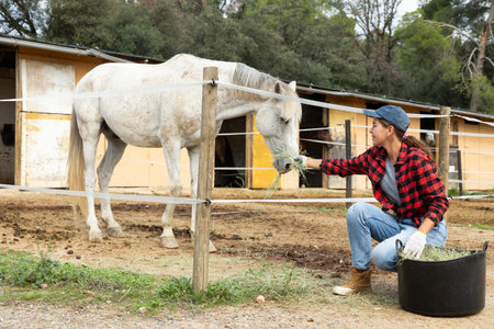 Girl stable worker feeding horses fresh hay in paddockの写真素材
