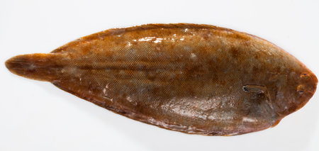 Closeup of raw sole fish on white background, no people
