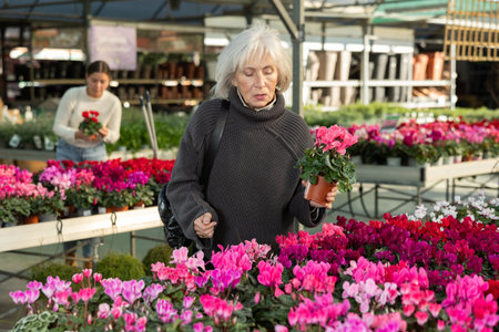 Senior woman buy potted cyclamen plant in shopの写真素材