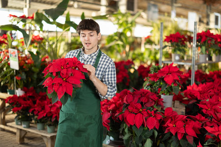 Guy employee of garden center is busy working with plants, potted poinsettiaの写真素材