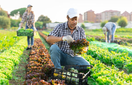 Man works on plantation cuts bunches of purple salad and puts them in box for transportation