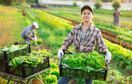 Young woman harvesting lettuce in field