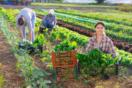 Young woman harvesting chard in field