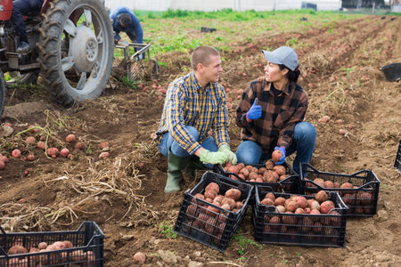 Man and woman with crop of potatoes on plantationの写真素材