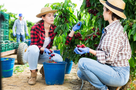 Farmers picking sweet cherries in fruit garden