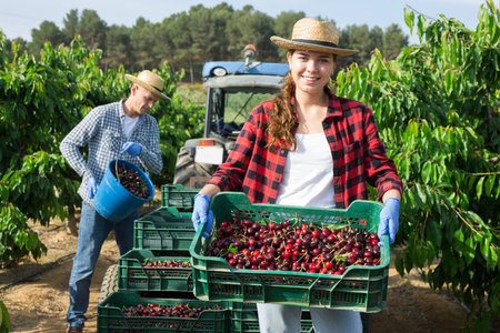 Woman farmer picks ripe cherry in the garden. Harvesting cherry in the orchardの写真素材