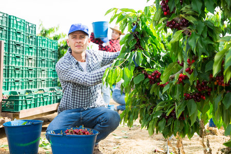 Hardworking male farmer carefully picks cherries on a treeの写真素材