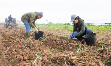 Caucasian man and Asian woman collecting potatoes