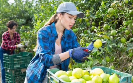 Female farmer holding branches of lemon tree with lemons, picking fruits during harvesting seasonの写真素材