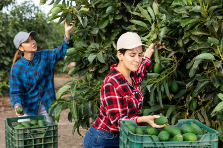 Positive farmer woman picking avocados in gardenの写真素材
