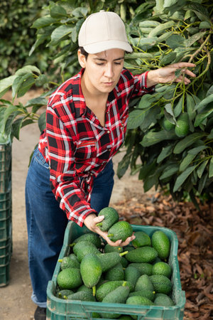 Positive farmer woman picking avocados in gardenの写真素材