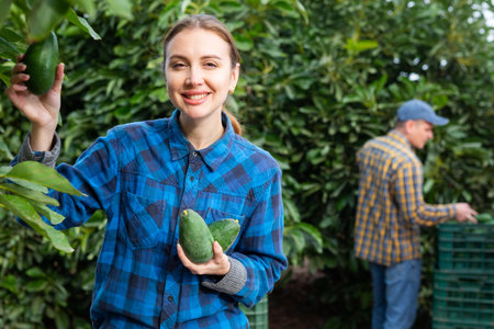 Positive woman harvesting ripe avocado in orchardの写真素材