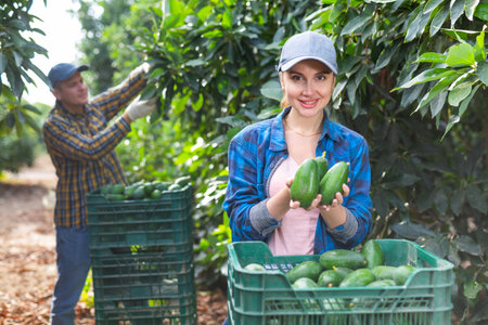 Portrait of successful young woman farmer standing with box of freshly picked avocados in garden during harvestの写真素材