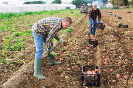 Man farmer while harvesting potatoes on a farmer fieldの写真素材