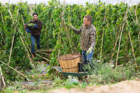 Caucasian man and Asian woman collecting haricotの写真素材