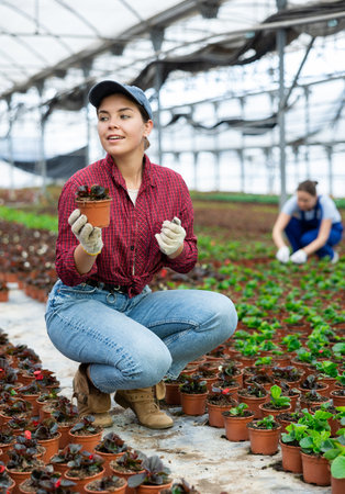 Young woman worker sitting down holding a pot of peperomia in greenhouseの写真素材
