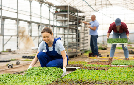female gardener in overall swaps pallets with young deren seedlings for full formation of plant.の写真素材