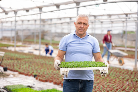 Old man worker standing in greenhouse and holding planted decorative mossの写真素材