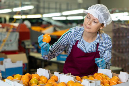 Diligent young female worker checks the quality of tangerine on the conveyor line.の写真素材