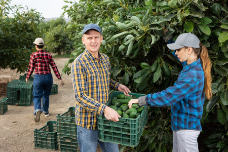 Positive man and woman harvesting avocados together in an orchard